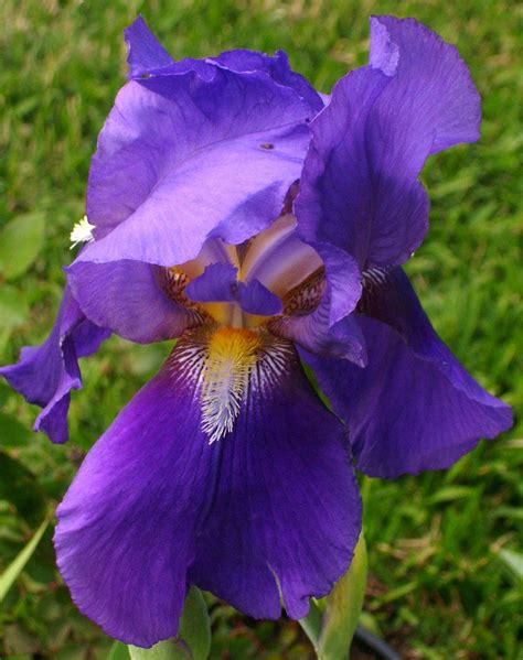 Peridotsgardenblog A Photographic Study Of The First 2011 Purple Iris