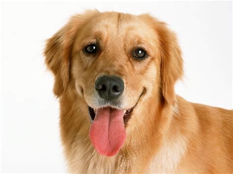 Wallpaper Red Dog Tongue Look Hd Widescreen High Definition