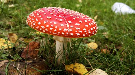 Filewild Mushroom In Finland Wikimedia Commons