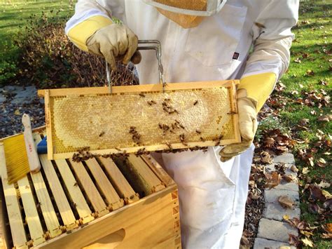 honey frame with full capped honey honey treats pure products