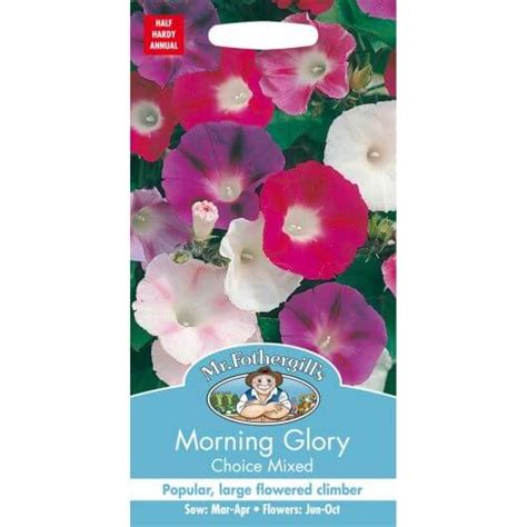 Morning Glory Choice Mixed Mf Seeds Garden Store Online