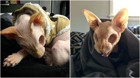 Meet Jazzypurrs The Adorable Eyeless Sphinx Cat