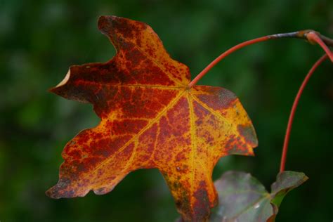 Autumn Red Leaf Free Photo Download Freeimages
