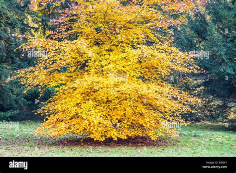Beech Autumn Fagus Sylvatica Hi Res Stock Photography And Images Alamy