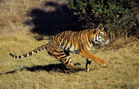 Bengal Tiger Panthera Tigris Tigris Adult Running Stock Image Image