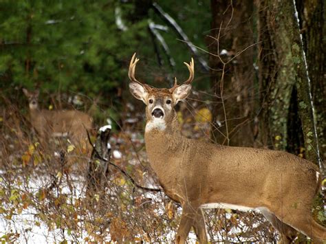 The Rutting Whitetail Buck Photograph By Thomas Young