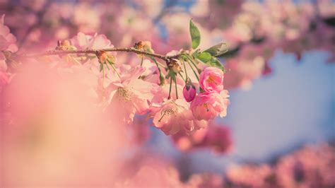 Pink Flowers 5k Pink Wallpapers Nature Wallpapers Hd Wallpapers