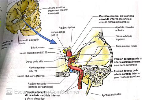 Irrigacion De Craneo Nervio Trigemino Rama Oftalmica Nervio Hot Sex