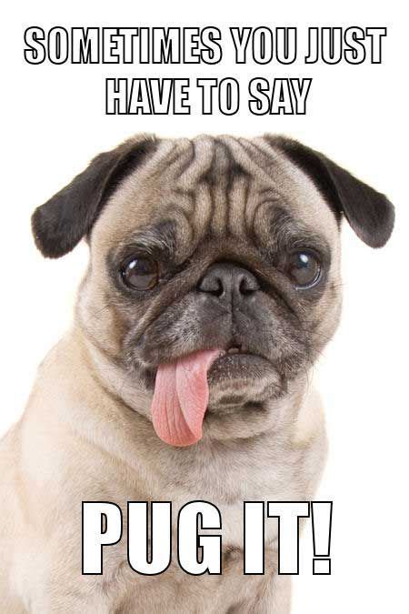 16 Pug Memes That Will Make You Cry Laughing Pet Reader