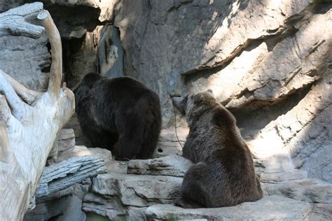 Grizzly Bears Denver Zoo Denver Co Benramus Flickr