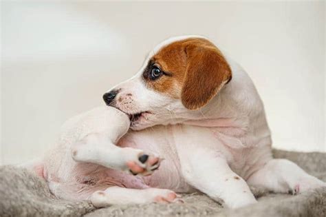 Dermatitis Atópica En Perros Causas Síntomas Y Tratamiento