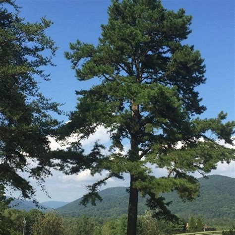 Virginia Pine Trees For Sale Garden Goods Direct