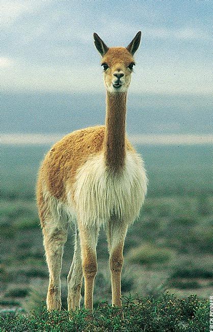 The vicuna is a hoofed mammal that lives in western south america. Vicuña | Animals, American animals, National animal