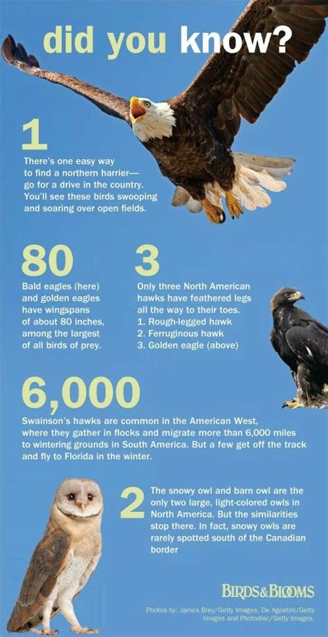 Eagles Information Fun Facts About Birds Information About Birds