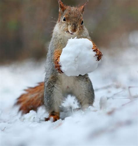 Photographer Captures The Nutty Lives Of Squirrels In Snow Mashable