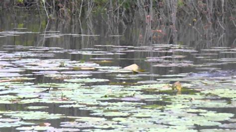 Before their official introduction, alligator sightings at the wheeler refuge date back to 1964, though in the 1975 tome, the reptiles and amphibians of alabama the range of alligators was noted. Alligators in North Alabama - YouTube