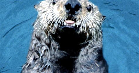 Help Is On The Way For Threatened Sea Otters