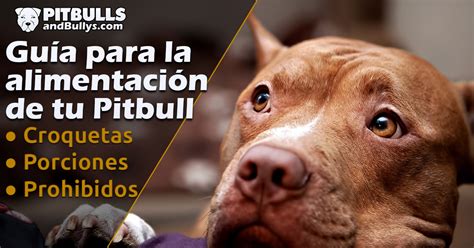 Alimentación de los perros Pitbull