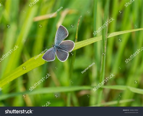Small Blue Butterflies Mating Cupido Minimus Stock Photo 1608227854