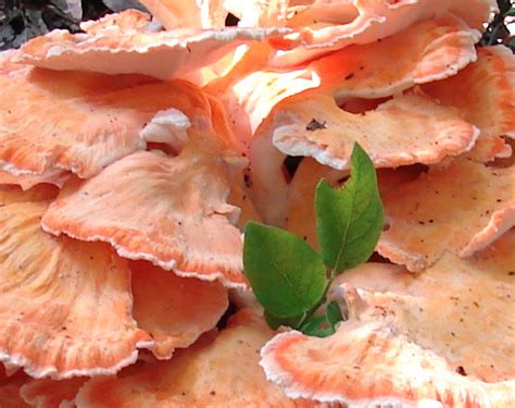 Laetiporus Cincinnatus At Indiana Mushrooms