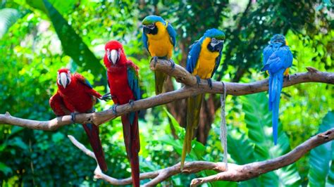 Many Colorful Parrots On A Tree Branch