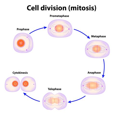 Sơ đồ Biology Cell Division Mitosis Quizlet