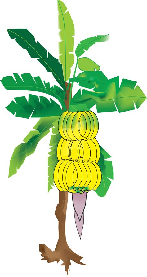 Transparent Banana Tree Clipart Png Madamee Classy