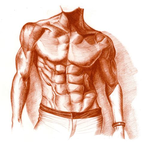 Muscles Of The Chest Abdomen Chest Anatomy Muscles Anatomy Drawing