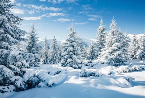 Aofoto 10x7ft Snowy Scenery Backdrop Forest Snow Tree Photography