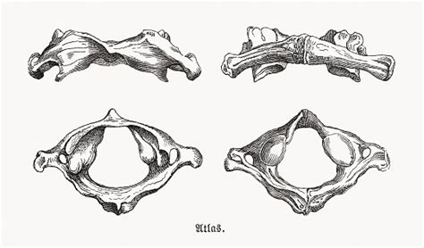 Atlas First Cervical Vertebra Of Humans Wood Engravings Published 1893