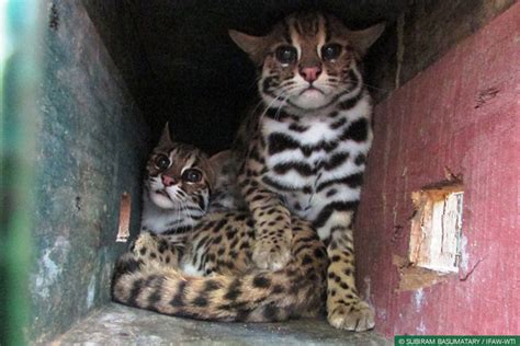 Western Assam Mvs Helps Rehabilitate Two Rescued Leopard Cats Back To