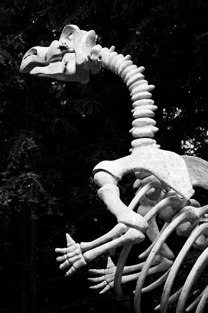 Dinosaur Skeleton Free Stock Photo Public Domain Pictures