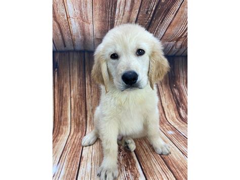 We have been rescuing golden retrievers since 1998 and operate in the state of arizona. Golden Retriever-DOG-Male-Light Golden-2780651-Petland Las ...