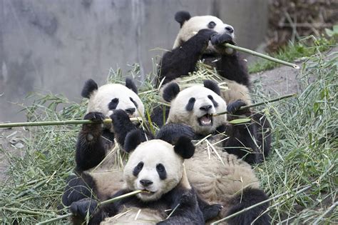 Esim Pandas
