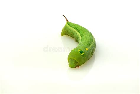 Green Caterpillar Stock Photo Image Of Pest Detail 74524262