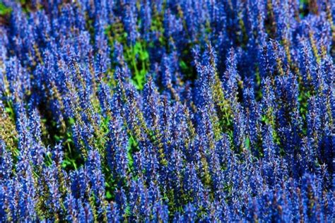 7 Plants With True Blue Flowers The English Garden In 2021 Drought