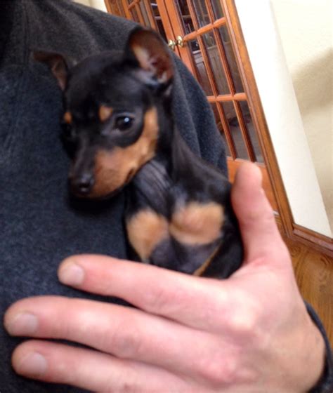 Chihuahua Mini Pinscher Puppy Pets Lovers