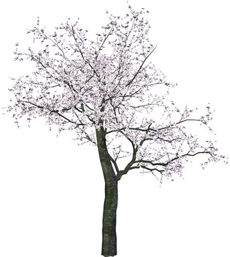 Cherry Tree Png Transparent Image Free Psd Templates Png Vectors