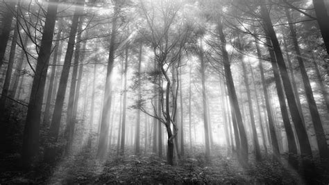 Gray Scale Photography Forest Hd Wallpaper Wallpaper Flare