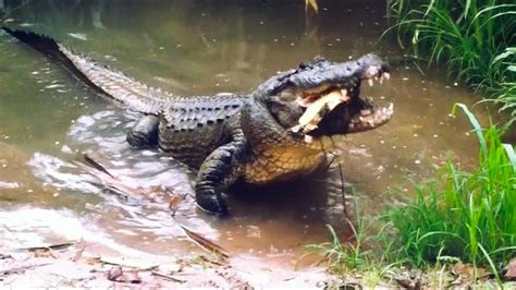 Alligator Eating Turtle