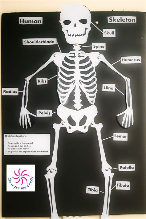 Skeleton School Project Ideas Skeletal System Worksheet Skeletal