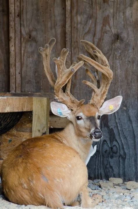 Whitetail Buck On A Deer Farm In Pennsylvania Whitetail Deer Pictures