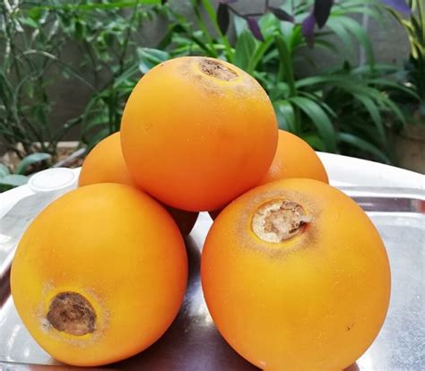 Qué es el lulo o naranjilla Propiedades de esta gran fruta