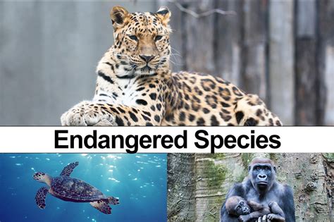 Endangered Species Day 2020: 43 Animals At Risk Of Extinction - cupsngups