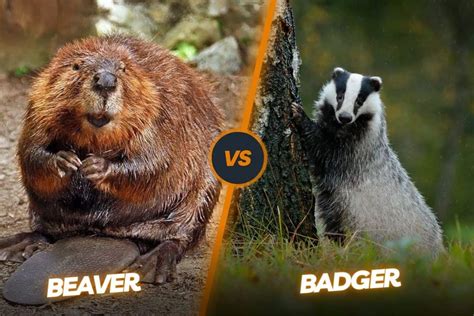 Badger Species How Many Types Of Badgers Exist In The World