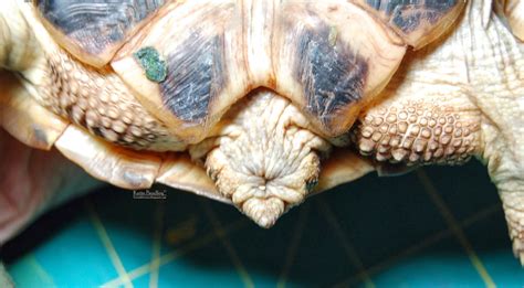 Tortaddiction A Helpful Guide To Determining The Sex Of Your Russian Tortoise