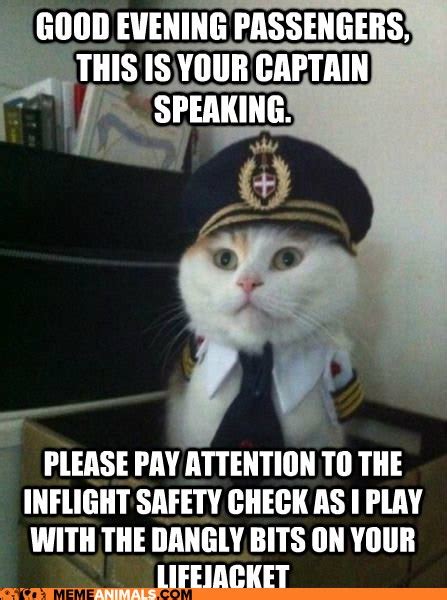 Strutting out of clean litter like a rockstar because of siftease. Animal Memes: Captain Kitteh - Just Making Sure They Work ...