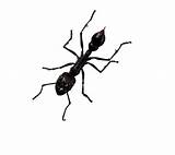 Carpenter Ants Fun Facts Images