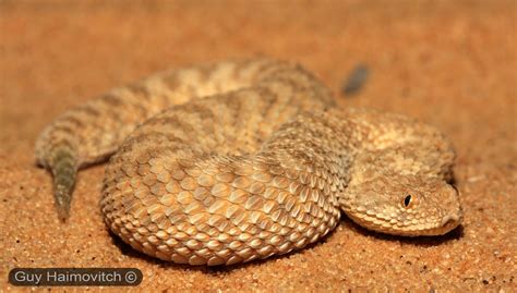 Dwarf Sahara Sand Viper Cerastes Vipera עכן קטן Taken Ma Flickr