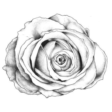 252 Best Images About Drawing Roses On Pinterest Simple Rose Search